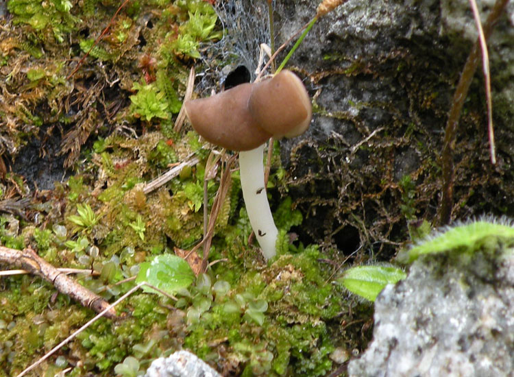 Helvella elastica?